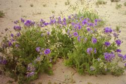 Desierto florido, Región de Atacama